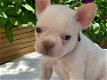 Naar huis opgevoede Franse bulldog-puppy's - 0 - Thumbnail