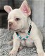 Naar huis opgevoede Franse bulldog-puppy's - 1 - Thumbnail