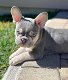 Franse Bulldog-puppy's - 0 - Thumbnail