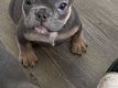 Franse Bulldog-puppy's - 3 - Thumbnail