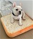 Franse Bulldog-puppy's - 4 - Thumbnail