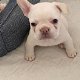 Mooie Franse Bulldog-pups - 1 - Thumbnail