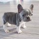 Mooie Franse Bulldog-pups - 3 - Thumbnail