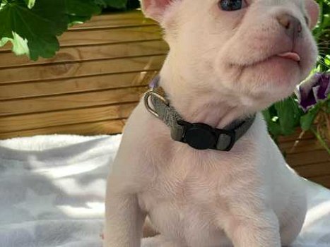 Schattige Franse Bulldog-pups - 0