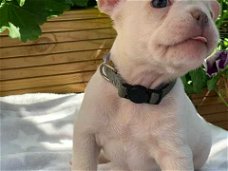 Schattige Franse Bulldog-pups