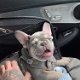 Schattige Franse Bulldog-pups - 3 - Thumbnail