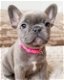 Schattige Franse Bulldog-pups - 4 - Thumbnail