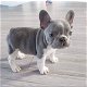 Schattige Franse Bulldog-pups - 5 - Thumbnail