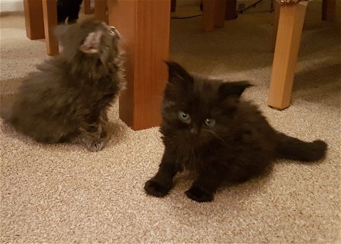 Mooie Maine Coon-kittens - 0