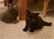 Mooie Maine Coon-kittens - 0 - Thumbnail