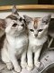 Burmilla (Aziatische) Kittens - 0 - Thumbnail