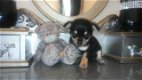 Mini Chihuahua - op zoek naar een mooi en liefdevol thuis - 0 - Thumbnail