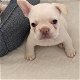 raszuivere franse bulldog pups - 1 - Thumbnail