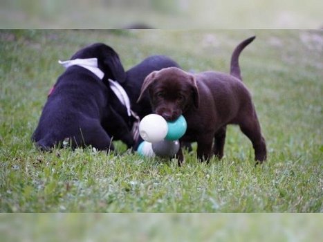Prachtige mannetjes en vrouwtjes Labrador Pups - 0