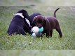 Prachtige mannetjes en vrouwtjes Labrador Pups - 0 - Thumbnail