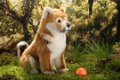 Shiba Inu puppies - 0 - Thumbnail