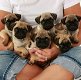 Mops pups - 0 - Thumbnail