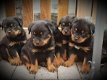 Rottweiler puppies for adoption. - 0 - Thumbnail