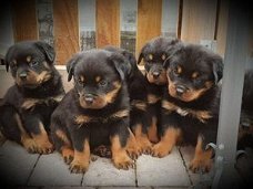 Rottweiler puppies for adoption.
