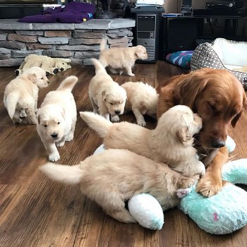 Golden Retriever 9 puppies - 0