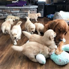 Golden Retriever 9 puppies