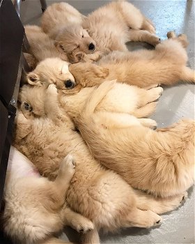Golden Retriever 9 puppies - 1