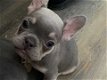 Schattige Franse BullDog-puppy's - 0 - Thumbnail