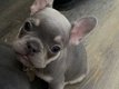 Naar huis opgevoede Franse bulldog-puppy's - 0 - Thumbnail