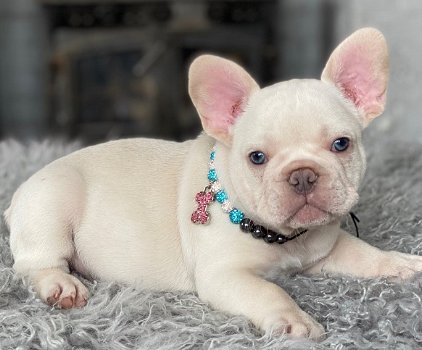 Naar huis opgevoede Franse bulldog-puppy's - 1