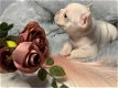 Mooie Franse Bulldog-puppy's beschikbaar - 1 - Thumbnail