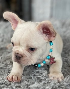 Franse BullDog-puppy's - 1