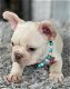 Franse BullDog-puppy's - 1 - Thumbnail