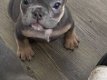 mooie en schattige Franse BullDog-puppy's - 1 - Thumbnail