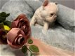 mooie en schattige Franse BullDog-puppy's......... - 1 - Thumbnail