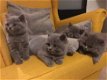 Brits korthaar kittens te koop - 0 - Thumbnail