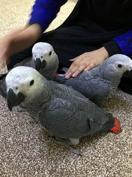 Fokken van Afrikaanse grijze papegaaien - 0