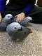 Fokken van Afrikaanse grijze papegaaien - 1 - Thumbnail