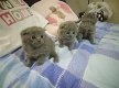 Schotse vouwen kittens - 0 - Thumbnail