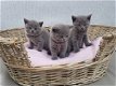 Brits korthaar kittens te koop - 0 - Thumbnail