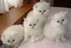 Perzische kittens te koop