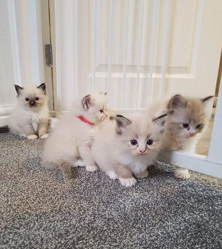 Ragdoll kitten te koop - 0