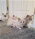 Ragdoll kitten te koop - 0 - Thumbnail