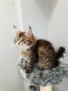 Siberische kitten te koop