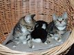 Siberische kitten te koop - 0 - Thumbnail