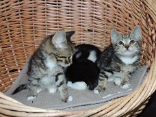 Siberische kitten te koop