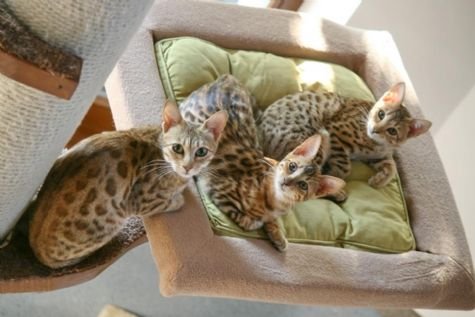 Schattige Savannah kittens te koop - 0