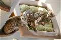 Schattige Savannah kittens te koop - 0 - Thumbnail