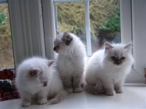 Cream Point Birmans kittens te koop - 0