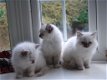 Cream Point Birmans kittens te koop - 0 - Thumbnail