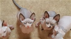 Sphynx kittens te koop